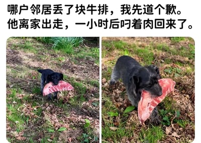 这是一张左右对比的宠物搞笑图片，左侧画面中一只黑色小狗叼着一块粉红色的牛排走在草地上，右侧画面中同一只狗叼着更大块的肉返回。图片上方配有文字：'哪户邻居丢了块牛排，我先道个歉。他离家出走，一小时后叼着肉回来了。' 幽默地表现了狗狗可能偷走邻居牛排的趣事，通过前后对比形成喜剧效果。