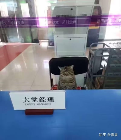 一只表情严肃的狸花猫端坐在服务大厅的大堂经理工位椅子上，面前的柜台摆放着写有“大堂经理 LOBBY MANAGER”的标识牌。背景是整洁的服务大厅，玻璃上印有“自觉排队 文明用...”的提示标语，画面通过猫咪替代人类工作人员的反差感，营造出搞笑又正经的趣味氛围，仿佛这只猫就是负责大堂管理的正式“员工”。
