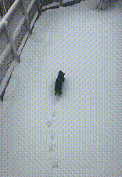 这是一段GIF动态图，画面呈现了一只黑色狗狗在积雪深厚的户外区域行走的场景。雪的深度几乎没过狗狗的腿部，狗狗每迈出一步都要费力地从雪里拔出腿，身后留下一串深浅不一的脚印，模样既狼狈又充满趣味，展现了宠物在大雪天气里活动的可爱日常。