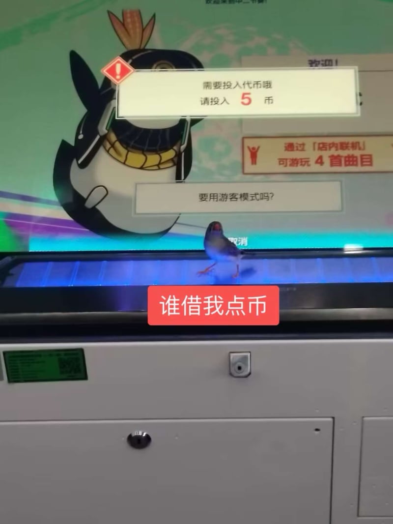 实拍野生鸟类