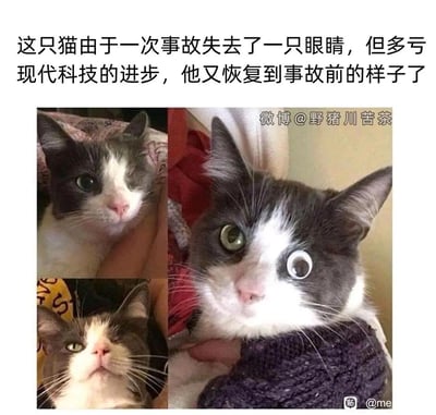 这是一张充满趣味的恶搞梗图，顶部配文以一本正经的语气描述：猫咪因事故失去一只眼睛，依靠现代科技恢复到事故前的样子。图中由三张猫咪的照片拼接而成，左上角与左下角的照片呈现了猫咪真实的独眼状态，猫咪神情略显低落；右侧的照片则是通过P图给猫咪的空眼位加上了一个仿真度极低的圆形假眼睛，形成了滑稽的视觉效果，用这种反差感来调侃所谓的“现代科技恢复”其实是恶搞的P图，制造出荒诞搞笑的氛围。