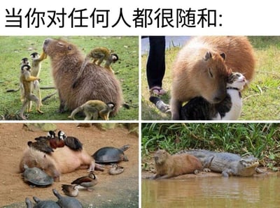 这是一张由四张真实动物照片拼接而成的四格梗图，顶部配有黑色文字“当你对任何人都很随和:”，用卡皮巴拉（水豚）与各类不同物种和谐相处的画面，类比性格随和、和谁都能友好相处的人群。第一格画面中，一只卡皮巴拉站在草地上，被几只小猴子围绕，猴子有的抬手触摸它的脸部，有的趴在它的背上，互动十分亲昵；第二格画面里，卡皮巴拉和一只戴着项圈的猫咪紧紧依偎在一起，猫咪抬头蹭着卡皮巴拉，氛围温馨；第三格画面中，卡皮巴拉躺在沙地上，身上和周围聚集着多只水鸟与乌龟，大家一同放松休息；第四格画面里，卡皮巴拉和一只鳄鱼挨着趴在水边，神态平静，毫无戒备感，四幅画面共同凸显出卡皮巴拉的“佛系随和”，用动物的相处状态生动调侃了随和的性格特质。