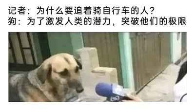 这是一张充满反差幽默的图文结合梗图，画面上方设置了一段拟人化的采访对话：记者向狗提问“为什么要追着骑自行车的人？”，狗则用非常正式且高大上的话术回答“为了激发人类的潜力，突破他们的极限”；画面下方是一只土黄色的狗正面对着一个蓝色的采访话筒，神态平静，仿佛真的在接受正式采访。这张图将现实里狗追骑自行车的人的本能行为，用一本正经的“官方理由”来包装，通过这种强烈的反差感制造出搞笑效果，调侃了日常中常见的动物行为，让人觉得滑稽又有趣。