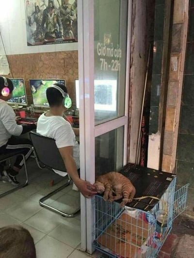 一家网吧内景，两名戴着耳机的玩家正专注于电脑屏幕上的游戏。玻璃门上贴有越南语营业时间标识“Giờ mở cửa 7h-22h”（营业时间7时至22时）。门边的金属笼上，一只橘猫慵懒地蜷缩着，穿白色T恤的玩家伸手轻触猫咪头部。墙上挂着游戏海报，整体氛围充满日常烟火气与温馨互动。